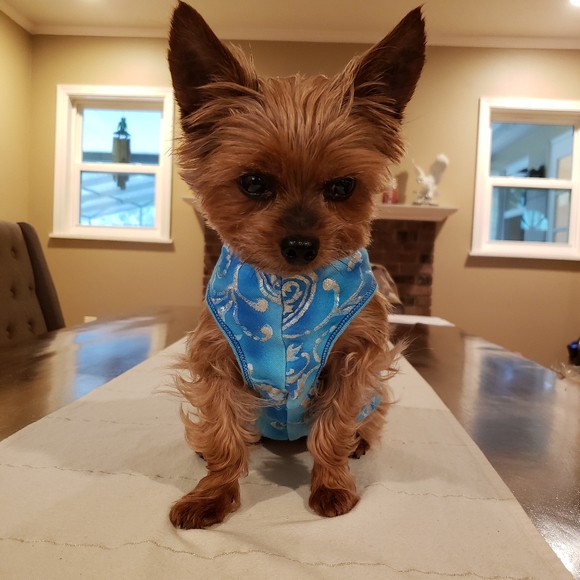 Host Pick 🤩🐕🥰 "Good Karma" Doggo Shirt - Picture 5 of 12